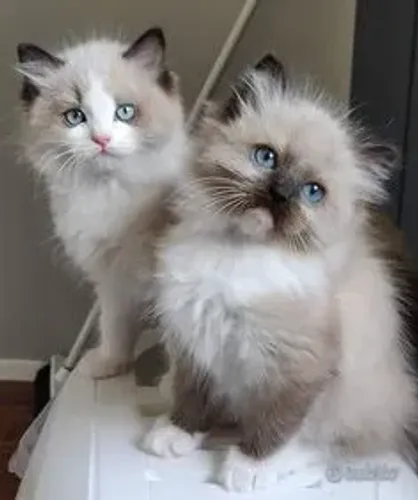 Ragdoll 