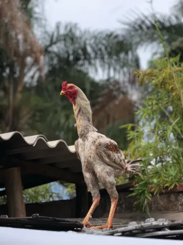Vende-se frango meio sangue 