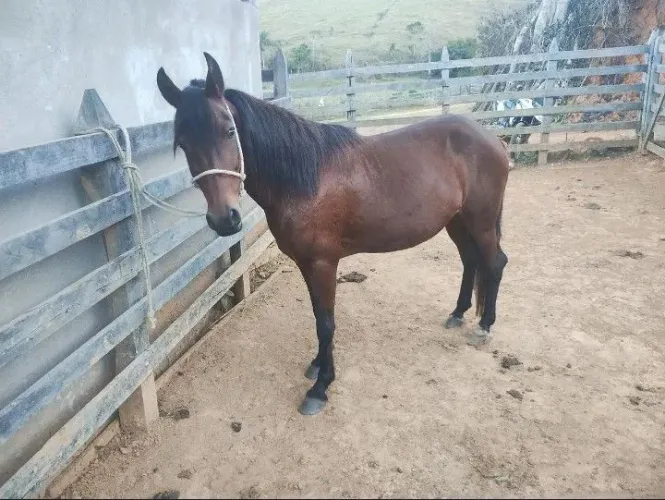 Égua mangalarga para retirar cria