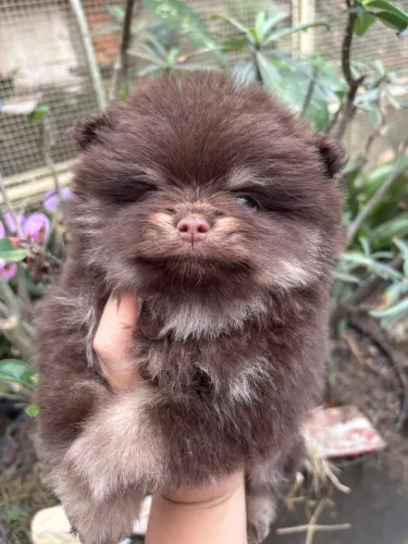 Filhotes de Spitz alemão Lulu da Pomerânia