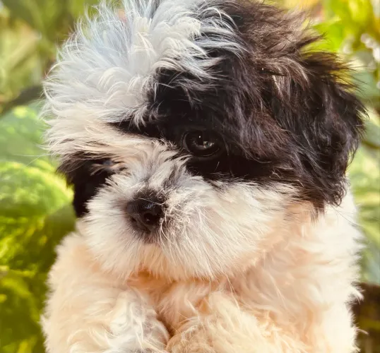Shihtzu fêmea disponível