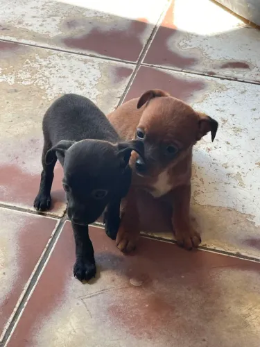 Cachorro pinscher filhotes