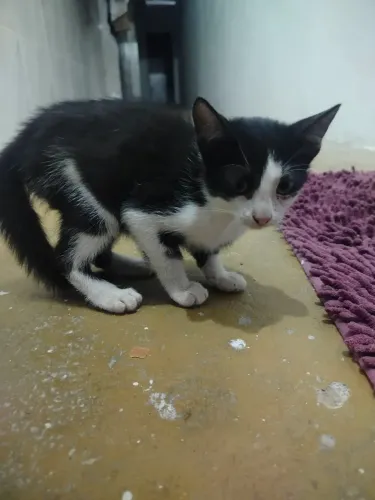 Gato fêmea 
