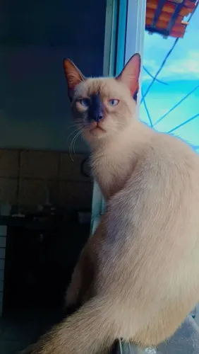 Gatinho para adoção 