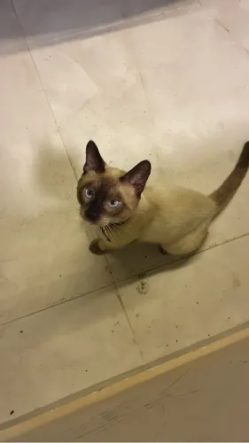 Gato