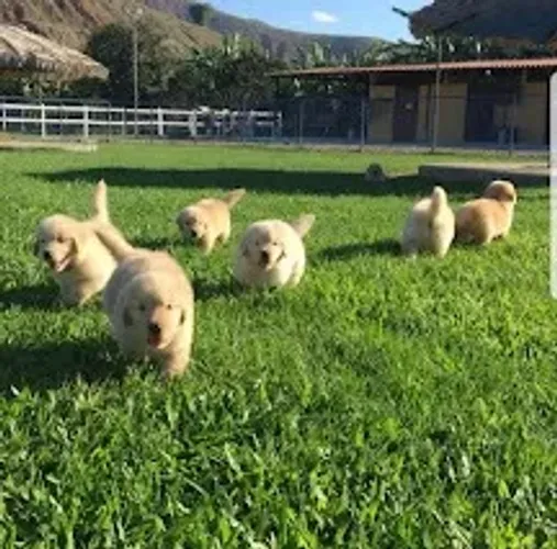 Golden Retriver Todas as raças com ganratia total de saude e veterinario gratuito.