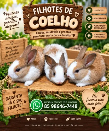 Filhotes de Coelho - Prontos para a Família!