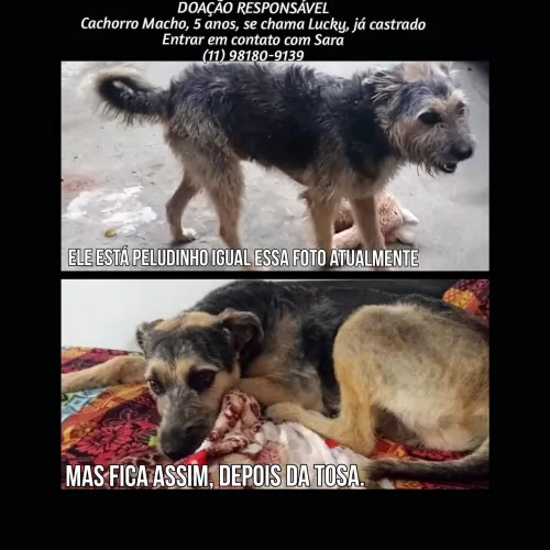 Doação Responsável - Gato e Cachorro