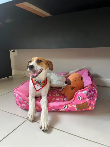 Doa-se linda Cachorrinha