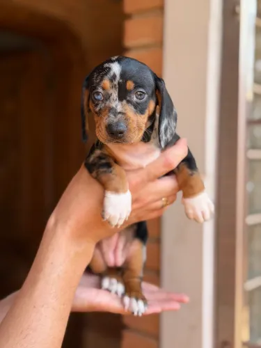 Filhotes de Dachshund (Salsichinha) à Venda em Uberlândia-MG