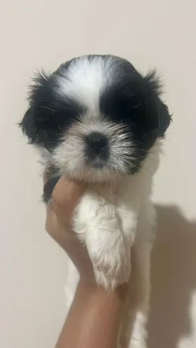 Shih Tzu fêmea 