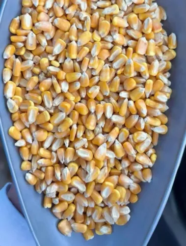 Venda de grãos com qualidade, procedência e negociação direta com o produtor