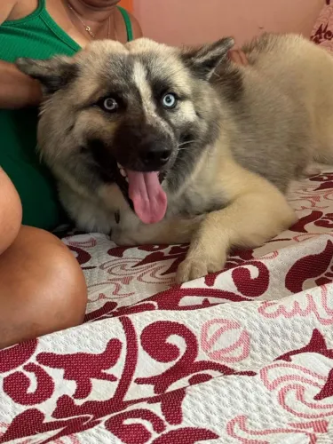 Doação de husky siberiano fêmea