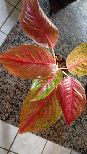 Vendas de plantas