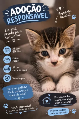 Gato para doação 