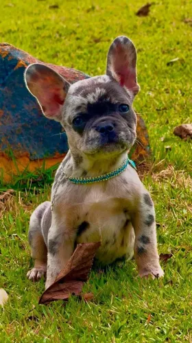 Bulldog Francês, fêmea Lilac Tan Merle, Canil O'malley Bull's