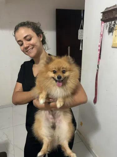 Cachorro spitz