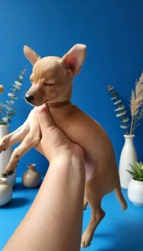 Pinscher lindíssimo disponível