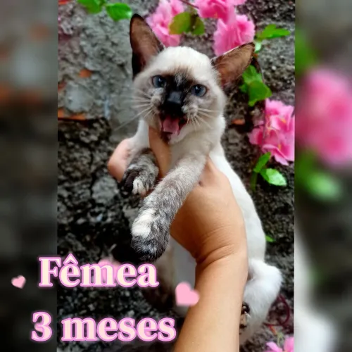 Doação desses lindos filhotes.