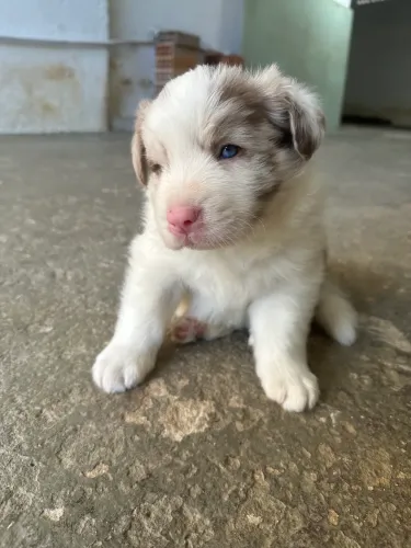 Filhotes Border Collie Puros Disponíveis Pedegree em BH