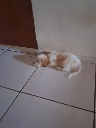 Vende cachorro Da raça poodle