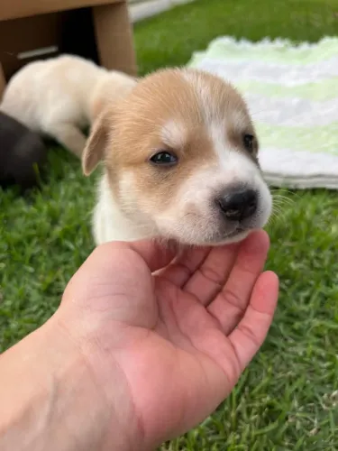 cachorros