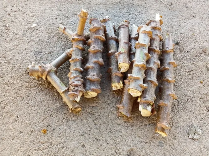 Maniva de macaxeira
