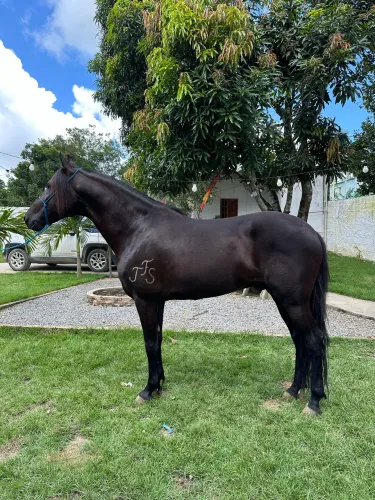 Vendo cavalo 