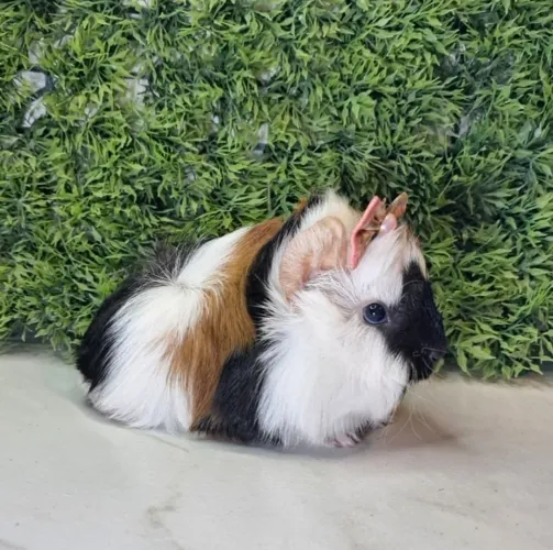 Porquinho da india