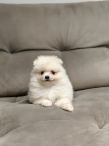 Spitz alemão / Macho