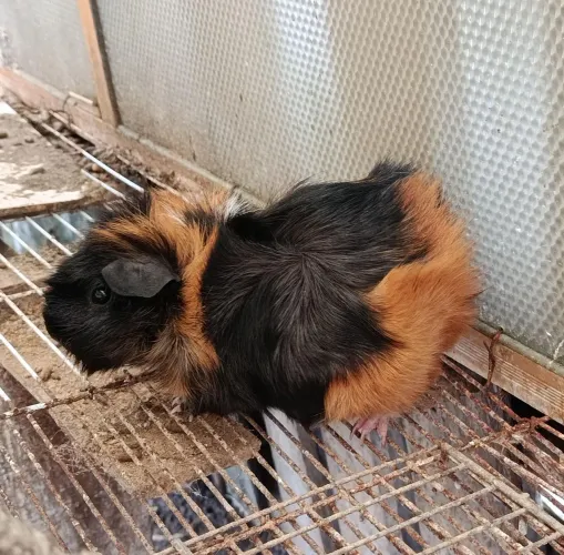 Porquinho da índia fêmea