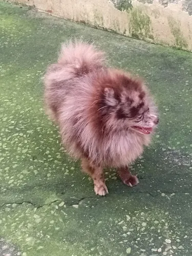 Lulu da Pomerânia