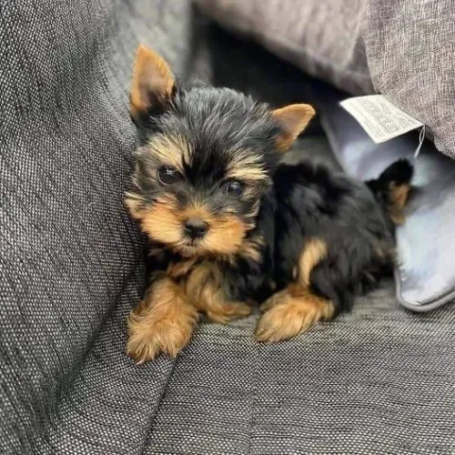York terrier raça pura venha se encantar hoje