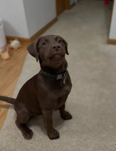 Filhotes de Labrador saudáveis e cheios de energia.