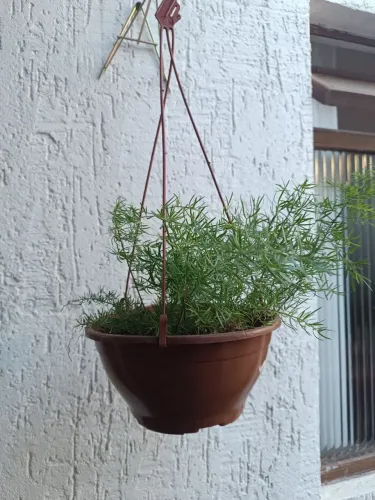 Planta 
