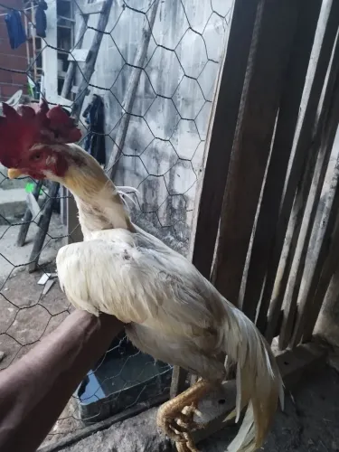 Vendo galo bode índio