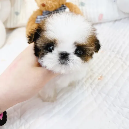 Shih Tzu - Filhotes Disponíveis