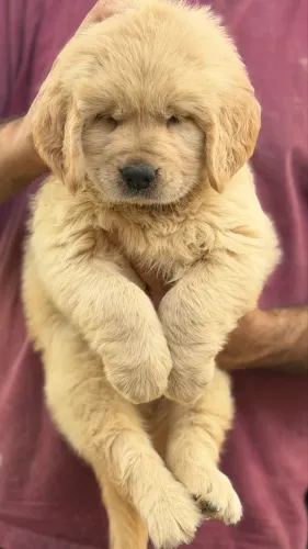 Filhotes de Golden Retriever Alto Padrão