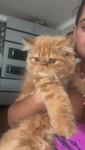 Gato persa macho 3 meses