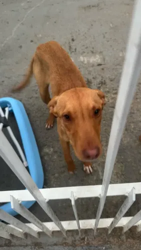 DOAÇÃO FÊMEA, super dócil SOMENTO PARA QUEM GOSTA DE ANIMAIS.