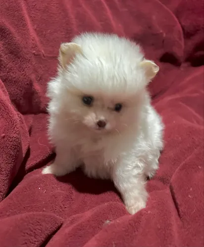Linda filhote de Spitz Alemão branca