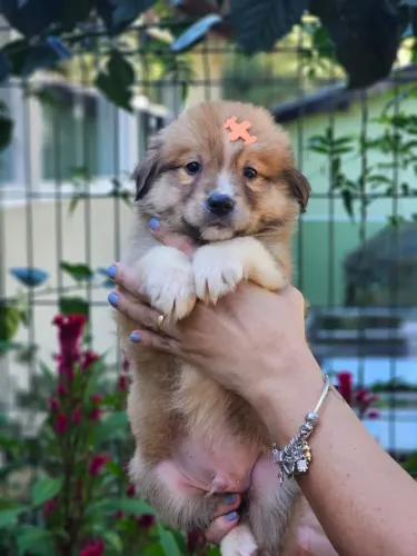 Border Collie | Lindos Filhotes 