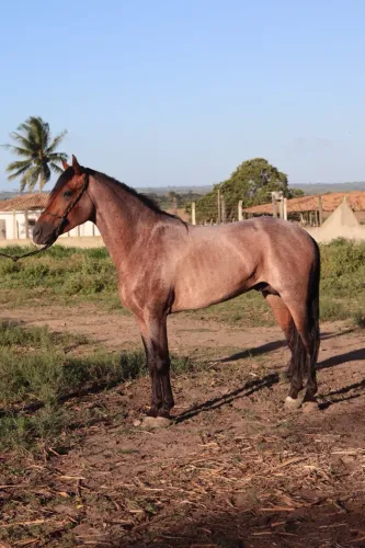 Cavalo Mangalargo Machador 