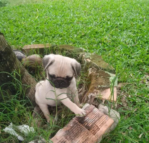 Pug O pet que vai fazer a diferença no seu dia a dia