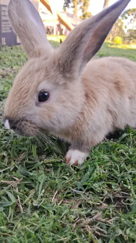 Coelhos fofinhos Filhote Fêmea