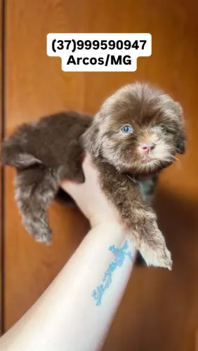 Filhotes shihtzu