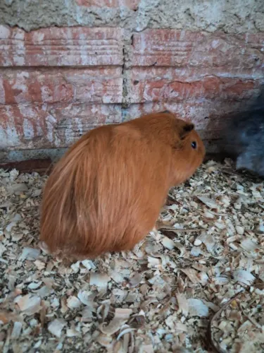 Porquinhos da Índia