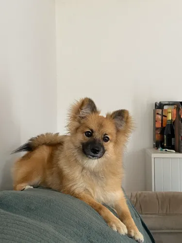 Spitz Alemão Fêmea 