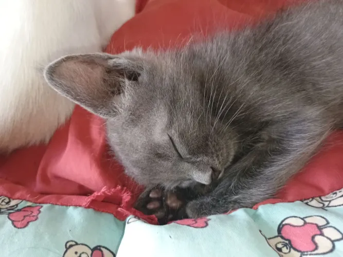 Gatinho cinza macho