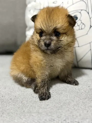 Filhotes de Spitz Alemão (todos machos)